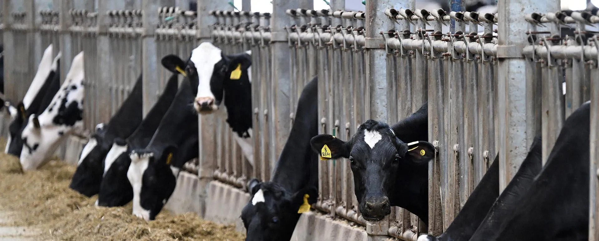 Илья Наймушин/РИА Новости