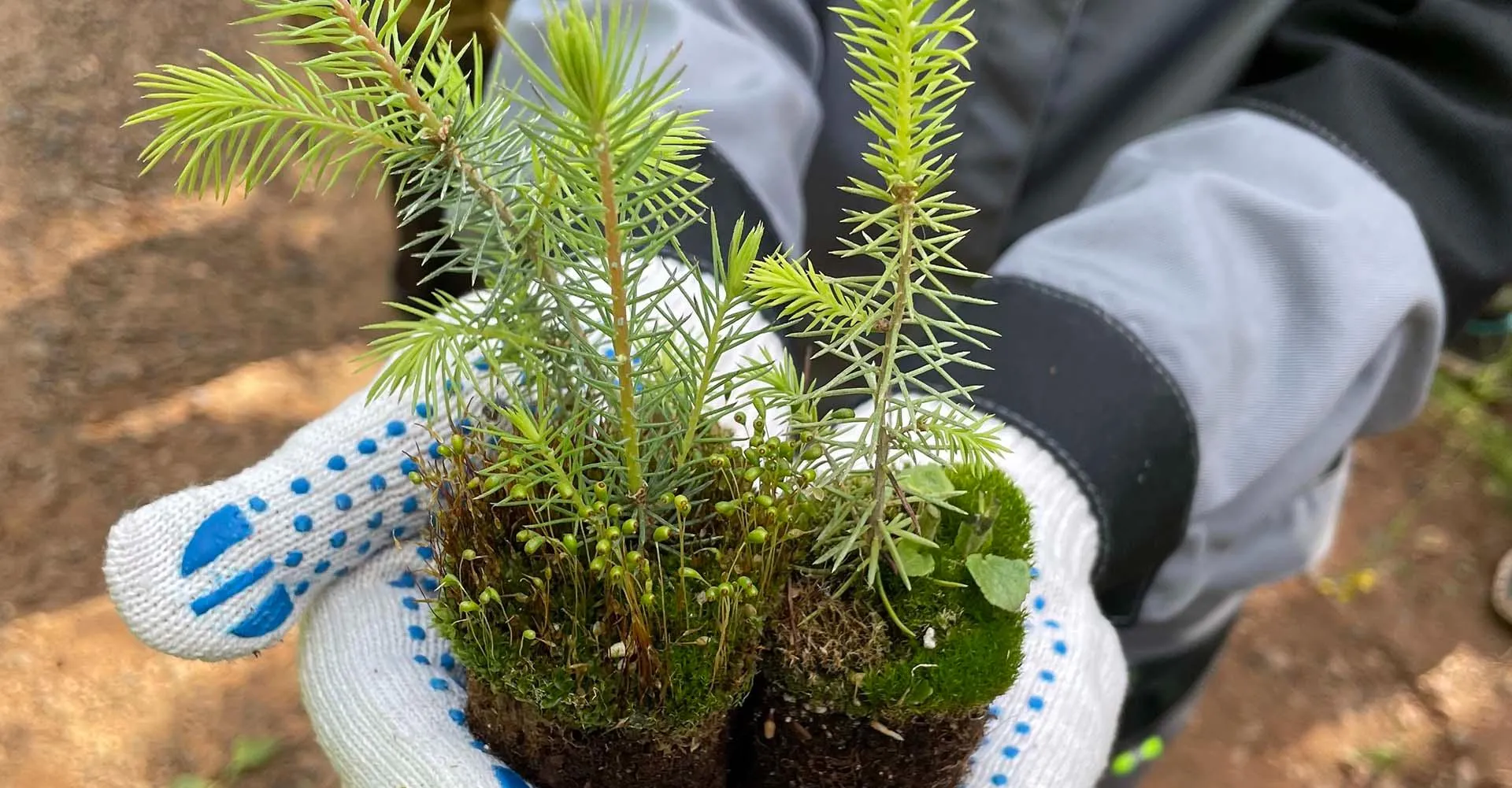 Министерство природных ресурсов, лесного хозяйства и экологии Пермского края