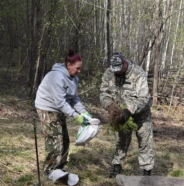 В&nbsp;Красноярском крае начался сезон лесовосстановления