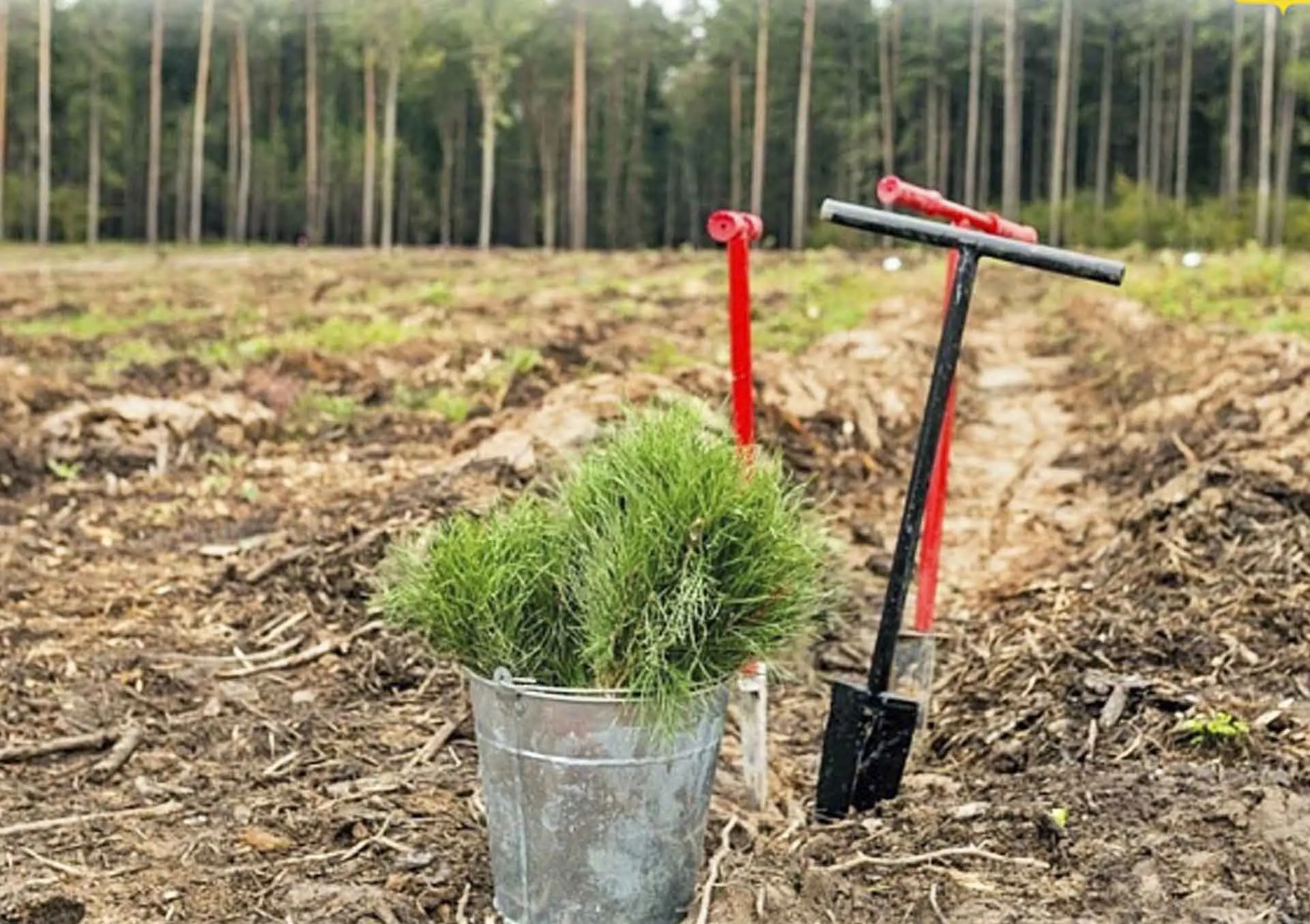 В&nbsp;Кировской области в&nbsp;2026&nbsp;году появятся почти 40&nbsp;тыс. гектаров нового леса