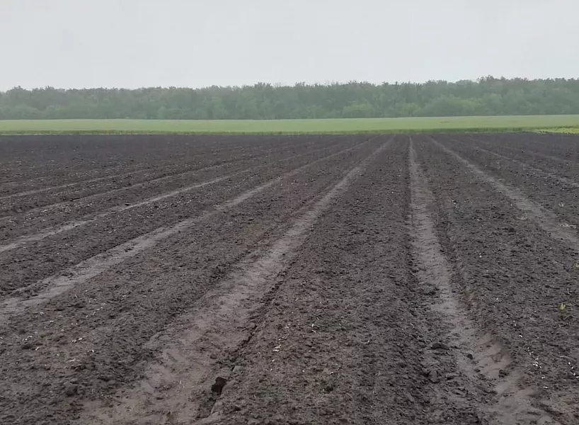 В&nbsp;лесных питомниках Воронежской области посеяли 397&nbsp;килограммов семян