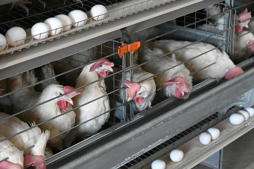 Ростовская область экспортировала около 25&nbsp;миллионов тонн агропродукции
