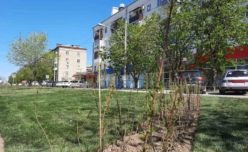 На&nbsp;улице Титова в&nbsp;Волгограде высадили более двух тысяч растений