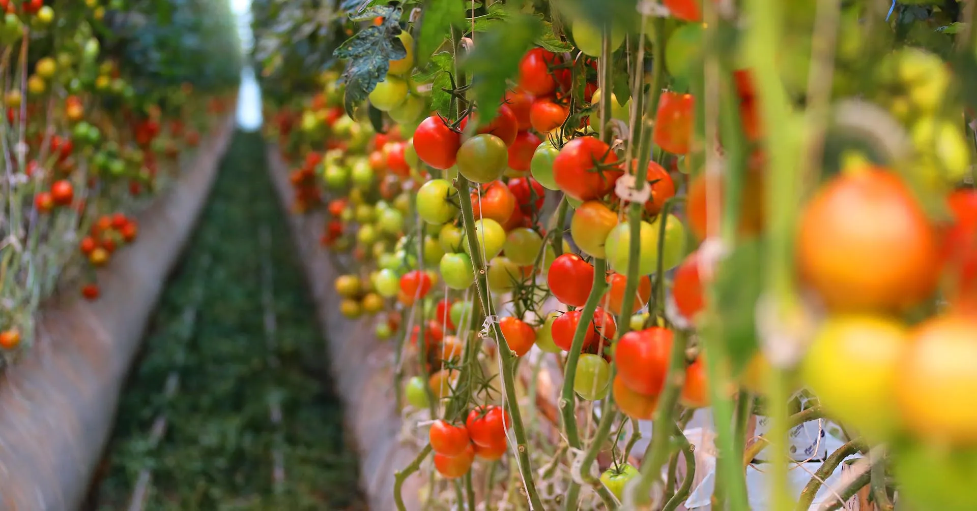 Управление сельского хозяйства Липецкой области