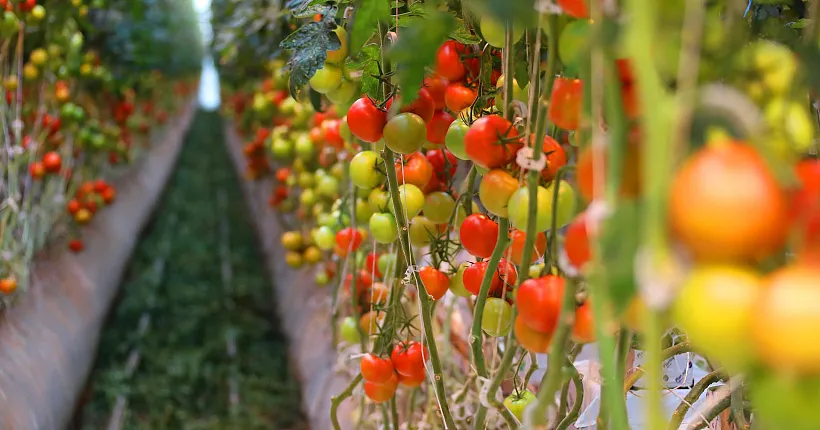 Липецкая область экспортировала более 340&nbsp;тыс. тонн продукции АПК