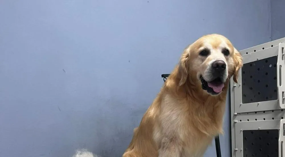 Правительство Ставропольского края