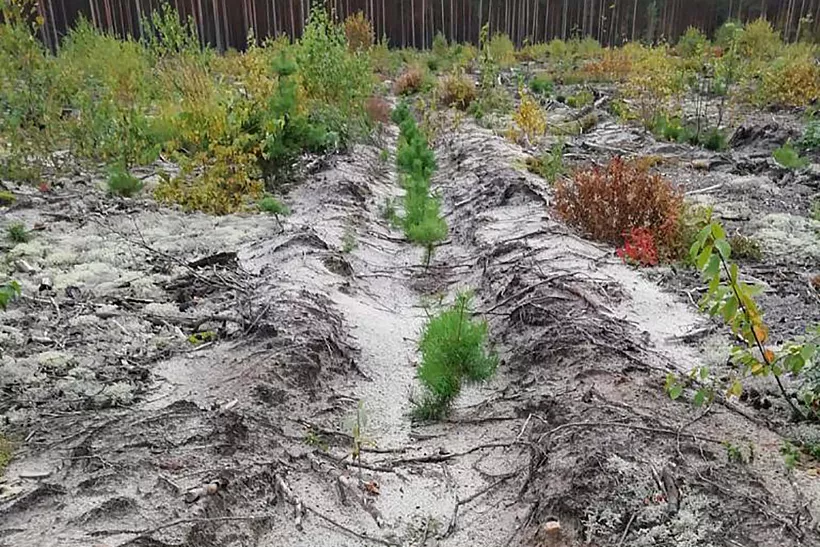 В&nbsp;Нижегородской области восстановят более 12&nbsp;тысяч гектаров леса