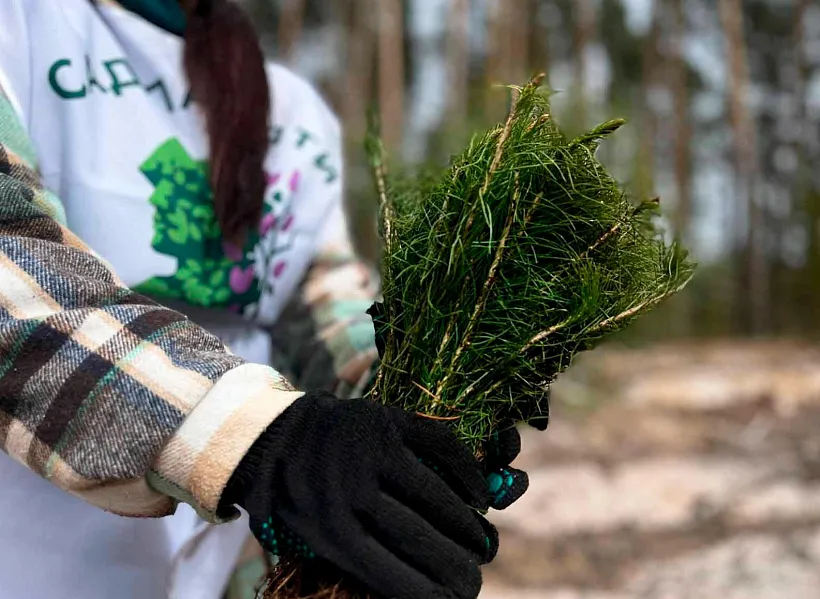 В&nbsp;Нижегородской области высадили более 450&nbsp;тысяч деревьев в&nbsp;ходе акции