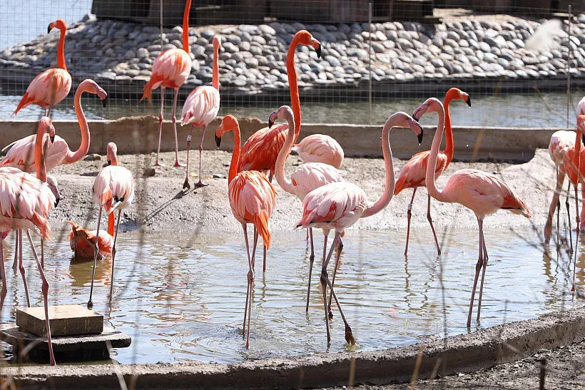 Для&nbsp;юных москвичей создали интерактивную игру о&nbsp;животных &laquo;Звероквиз&raquo;