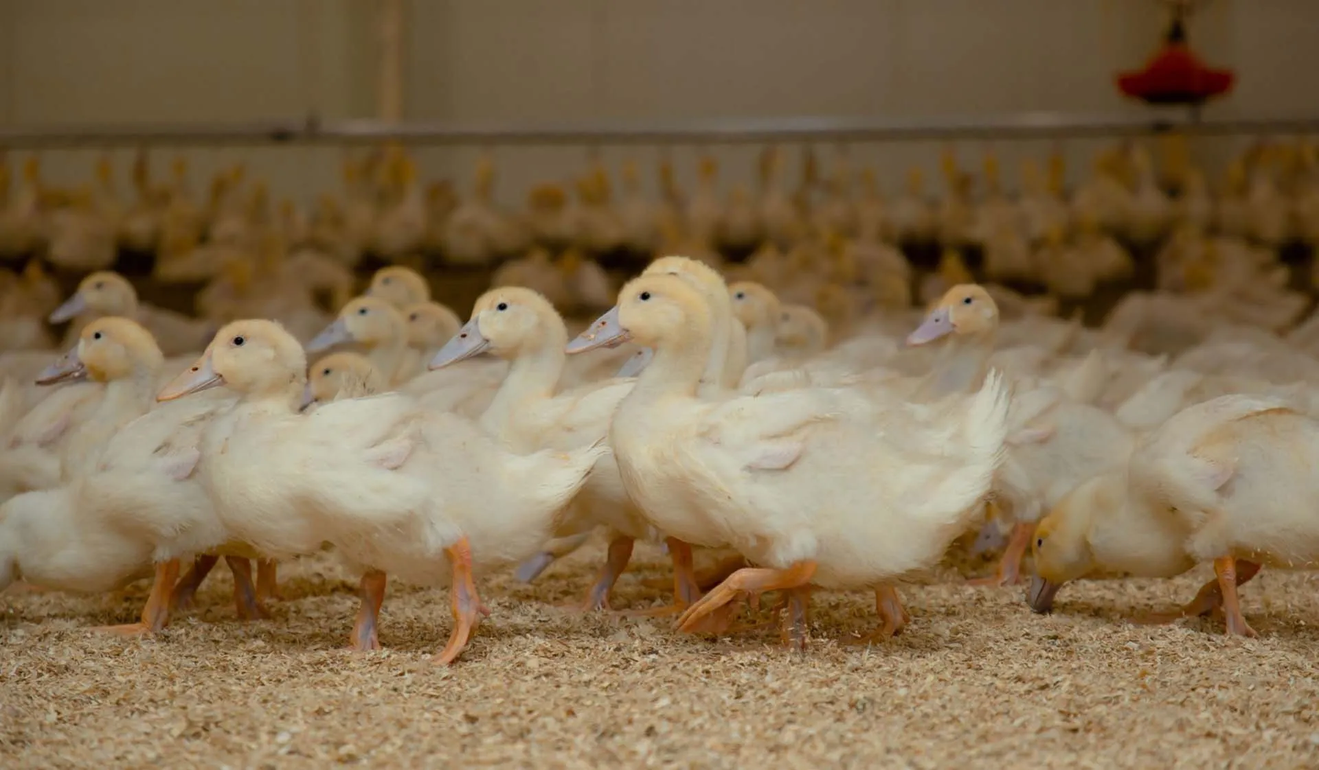 Донское предприятие увеличило экспорт продукции из&nbsp;утки на&nbsp;16%