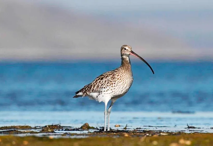 В&nbsp;Краснодарском крае замечены краснокнижные птицы, готовящиеся к&nbsp;зимовке