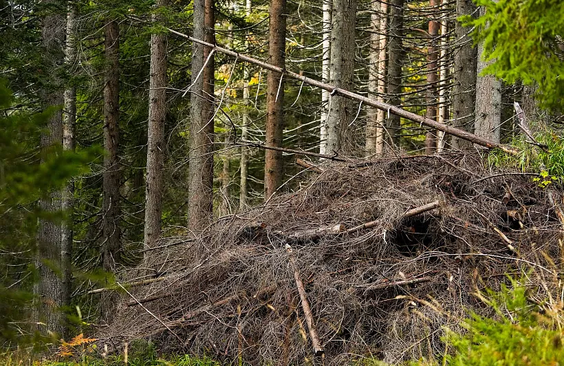 В&nbsp;Самашкинском лесничестве Чечни стартовали субботники