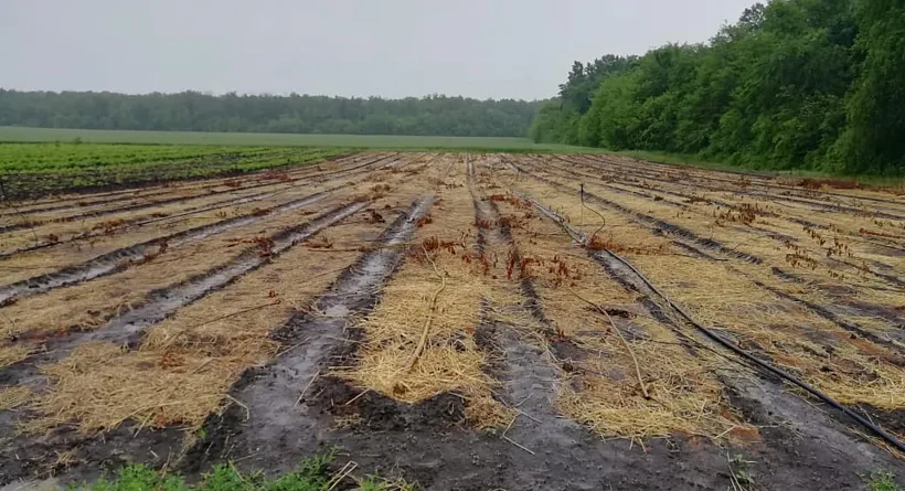 В&nbsp;Воронежской области посеяли 460&nbsp;кг семян лесных пород