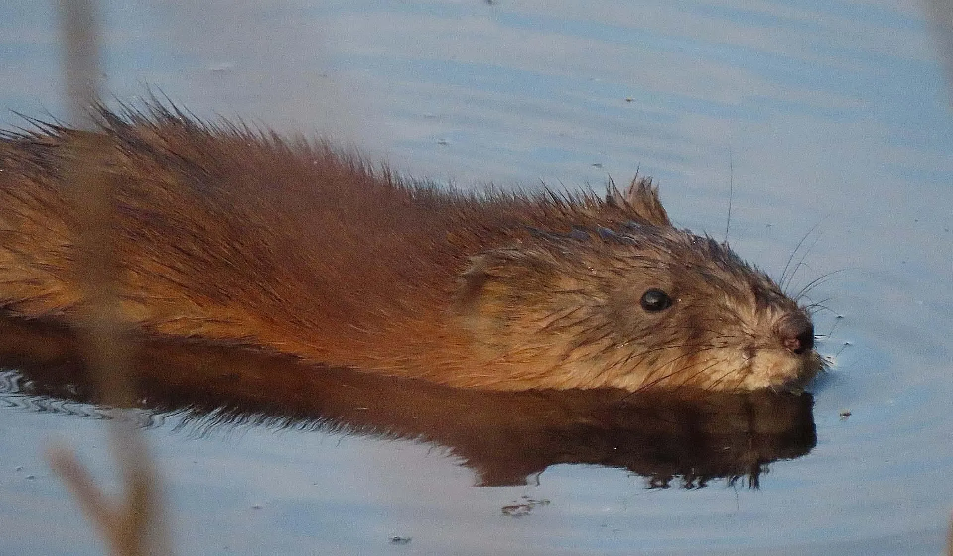  Администрация Сысертского городского округа