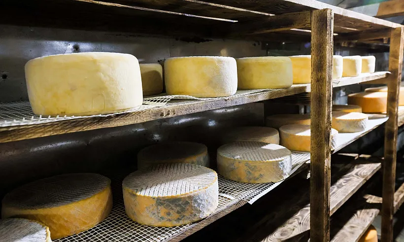 Лучшего сыровара Алтайского края выберут в&nbsp;Барнауле