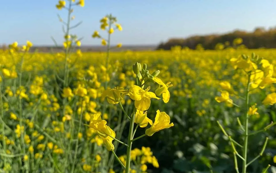 Министерство сельского хозяйства Иркутской области