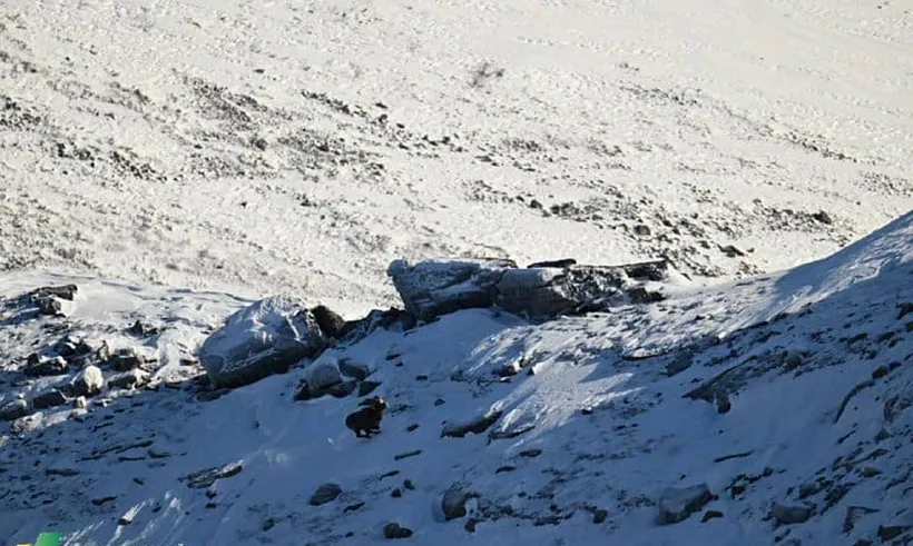 В&nbsp;Якутии стартовал проект по&nbsp;мониторингу краснокнижного снежного барана