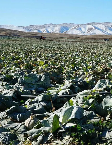 Министр сельского хозяйства Дагестана рассказал о&nbsp;достижениях отрасли