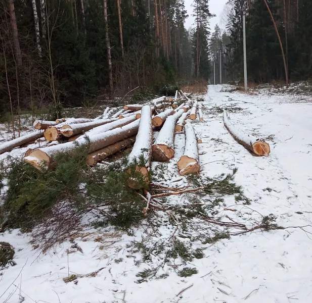 В&nbsp;Подмосковье стартовала профилактика незаконной рубки деревьев в&nbsp;лесах