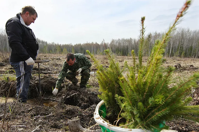 Самарские власти планируют восстановить около 770&nbsp;га&nbsp;леса в&nbsp;2022&nbsp;году