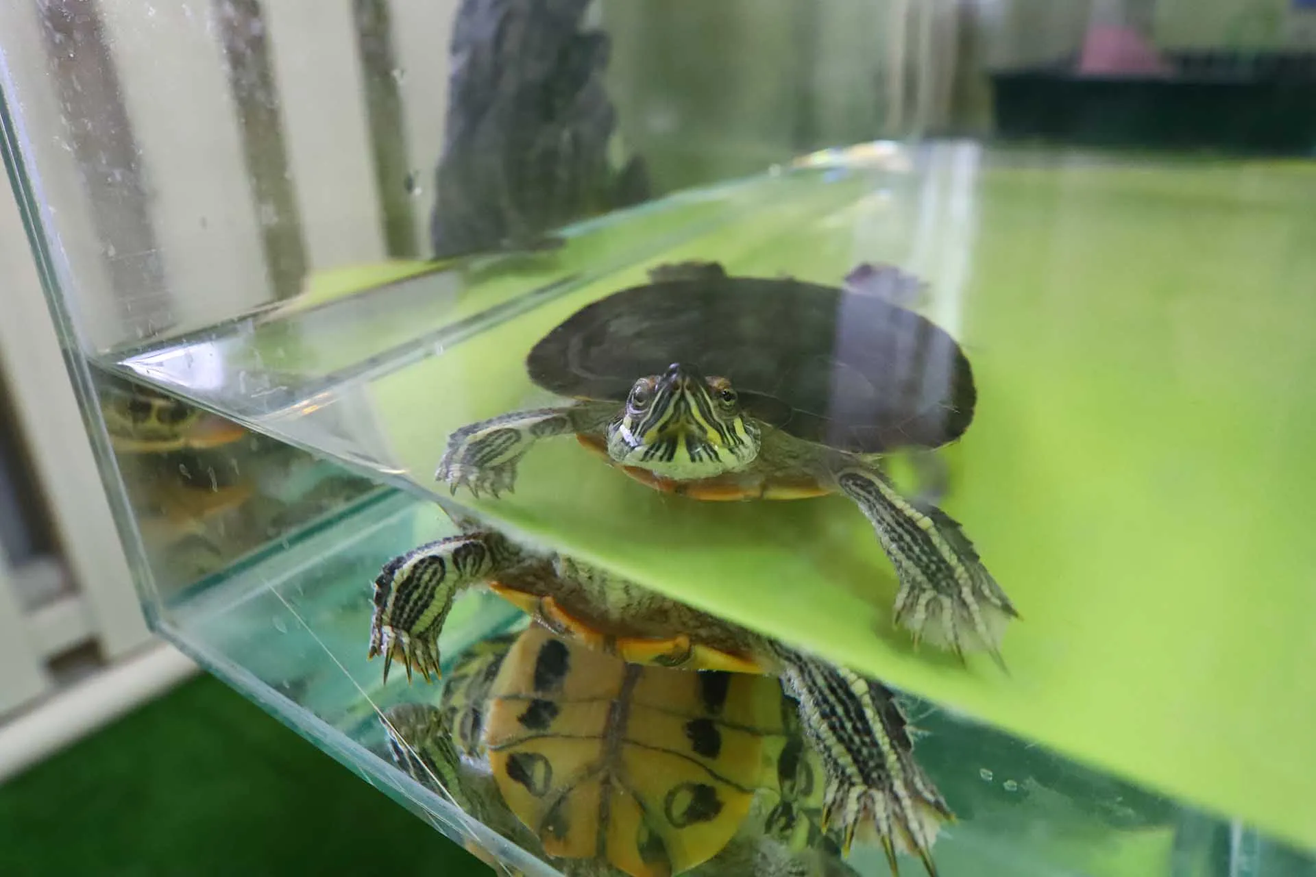 В&nbsp;детском саду города Куса Челябинской области открыли комнату природы