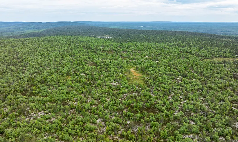 В&nbsp;Кабардино-Балкарии за&nbsp;год восстановили более 95&nbsp;гектаров леса