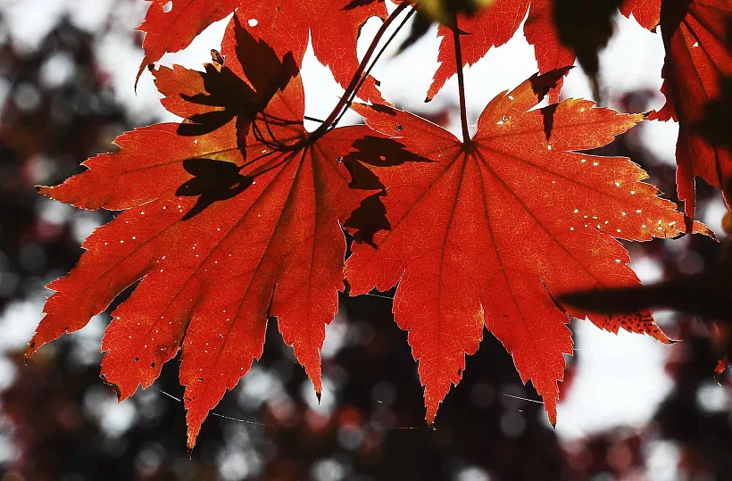 В&nbsp;Астрахани на&nbsp;площади Ленина высадят 50&nbsp;краснолистных кленов