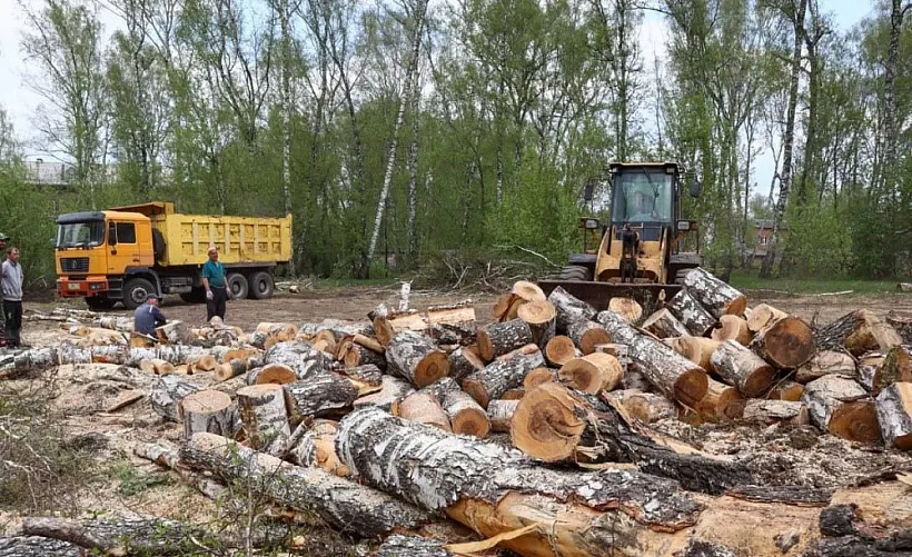 Сквер &laquo;Березовая роща&raquo; благоустроят в&nbsp;Кемерове