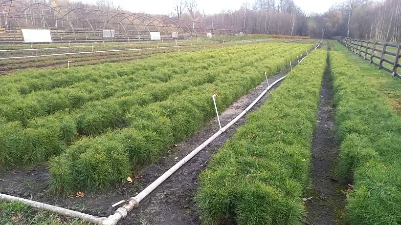 В&nbsp;Моршанском лесхозе Тамбовской области начали выращивать саженцы