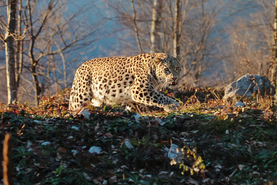 переднеазиатский леопард в дикой природе на Кавказе