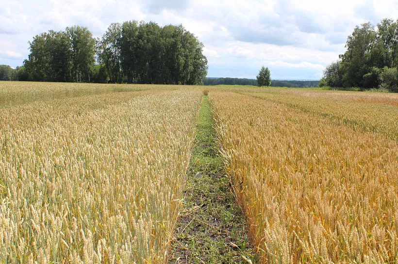 В&nbsp;Новосибирской области за&nbsp;год увеличили экспорт продукции АПК почти на&nbsp;19%