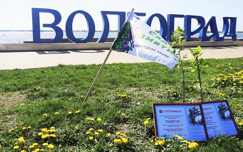 Волгоградские волонтеры высадят деревья в&nbsp;память о&nbsp;погибших в&nbsp;годы войны