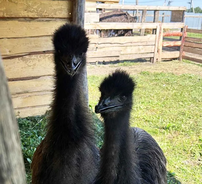 Соцконтракт помог предпринимателю из&nbsp;Башкирии открыть экоферму