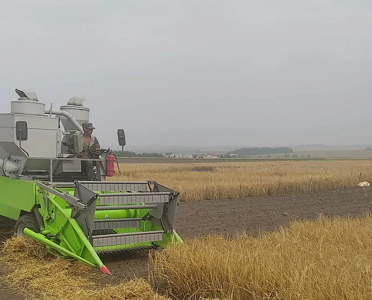 Алтайские ученые вывели новый сорт засухоустойчивого ячменя