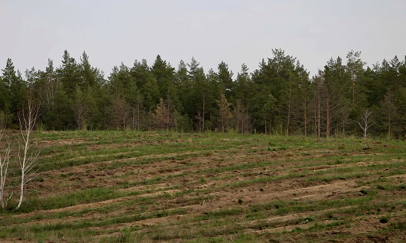 В&nbsp;Самарской области высадили более 800&nbsp;гектаров леса в&nbsp;2025&nbsp;году