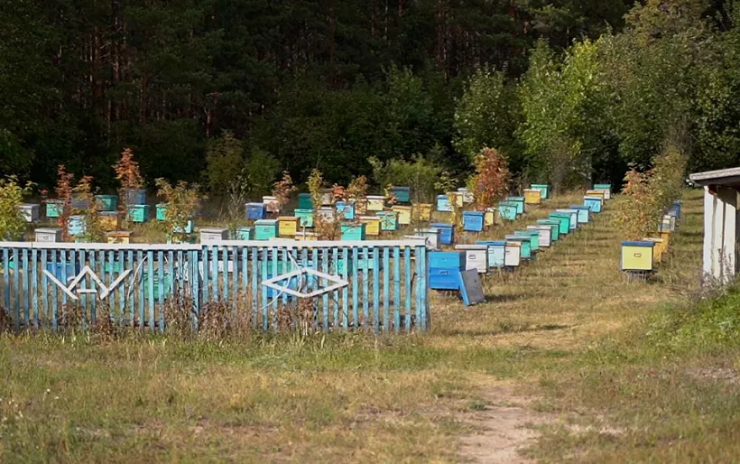 Башкирия отправила в&nbsp;Китай 1,5&nbsp;тонны липового меда