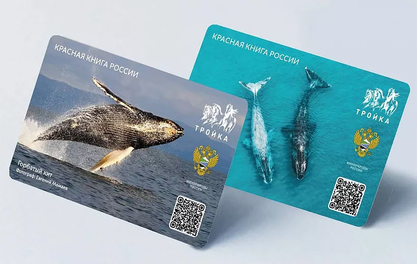 Краснокнижные киты украсили транспортные карты &laquo;Тройка&raquo;