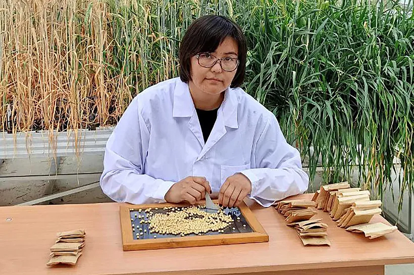 Саратовские ученые создали новые сорта масличных культур