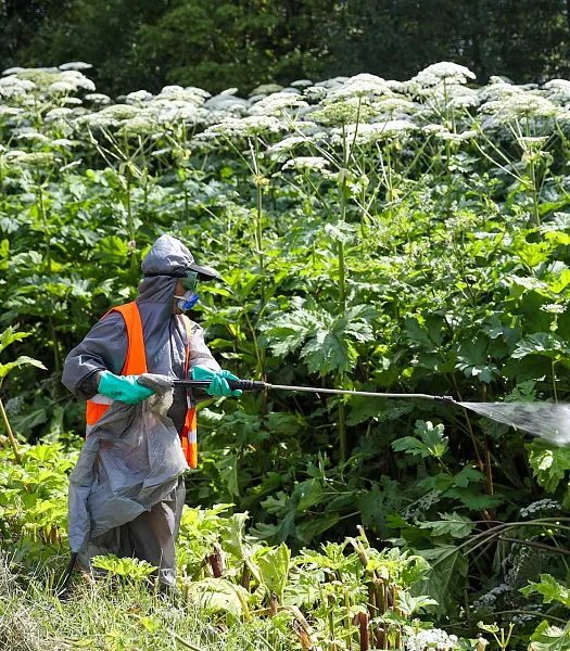 В&nbsp;Ленобласти создадут цифровой сервис по&nbsp;борьбе с&nbsp;борщевиком