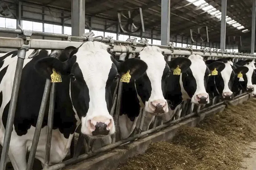 На&nbsp;Дону поддержат молочные производства