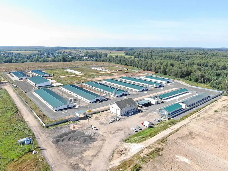 В&nbsp;Подмосковье открыли репродуктор для&nbsp;разведения яичных пород кур