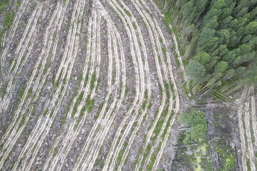 В&nbsp;Вологодской области подготовили почву под&nbsp;посадки леса в&nbsp;2026&nbsp;году