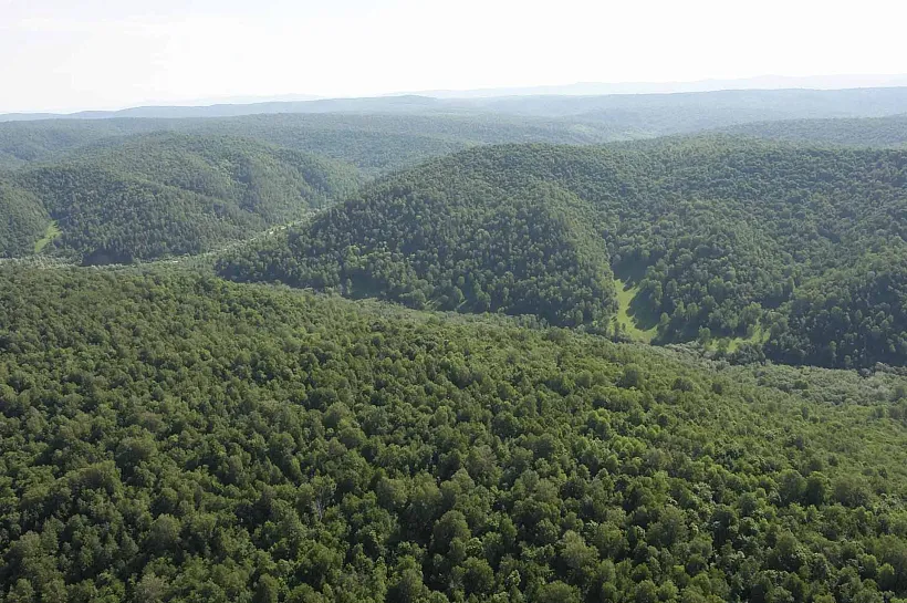 В&nbsp;Башкирии расширят сеть видеомониторинга для&nbsp;защиты лесов