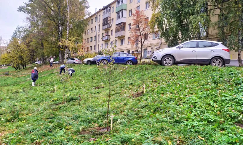 В&nbsp;Костроме этой осенью посадят более 850&nbsp;деревьев и&nbsp;кустарников