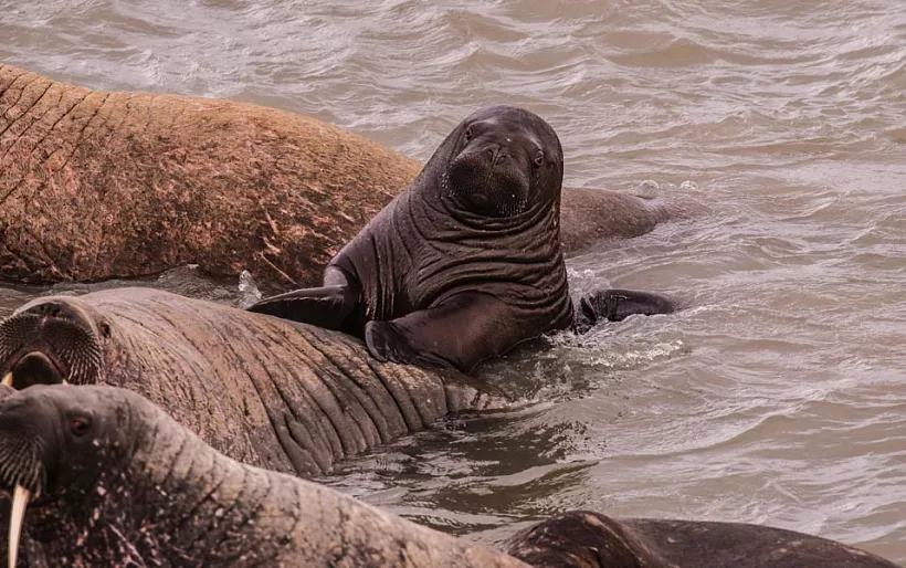 На&nbsp;Ямале изучили поведение моржей после создания заказника