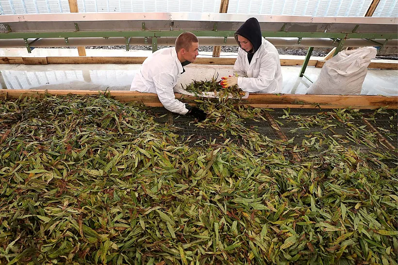 Якутскую продукцию из&nbsp;иван-чая планируют поставлять в&nbsp;Японию
