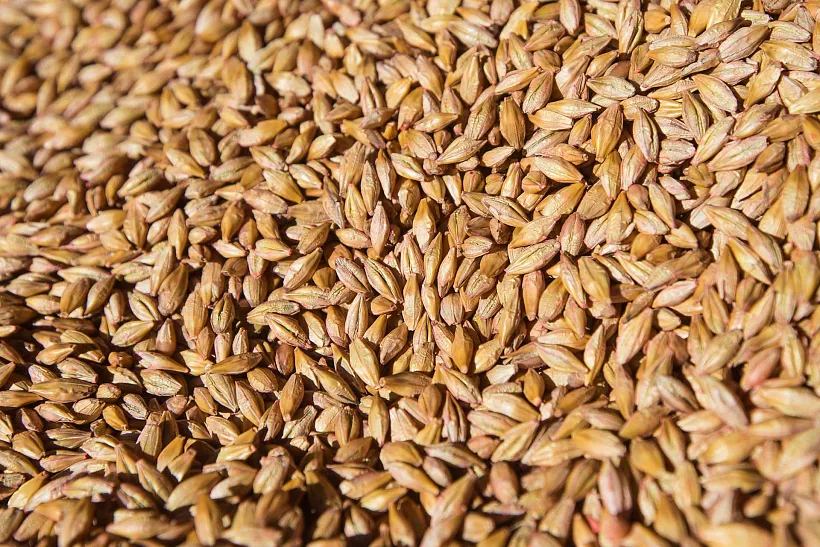 Ставрополье на&nbsp;60% увеличило экспорт продукции в&nbsp;Белоруссию