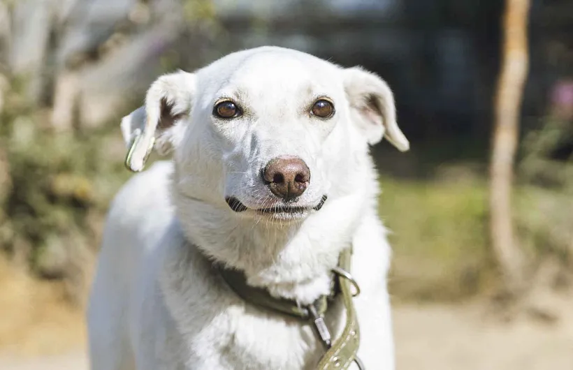 В&nbsp;Ненецком автономном округе запустили цифровую платформу &laquo;Мой питомец&raquo;