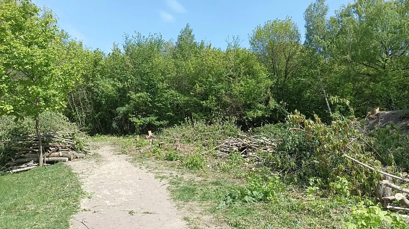 В&nbsp;Жигулевске начали обустройство &laquo;Морквашинского сада&raquo;