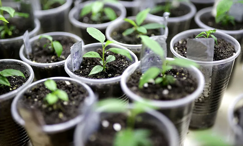 Еще&nbsp;в&nbsp;2&nbsp;школах на&nbsp;Алтае создадут агротехклассы